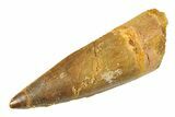 Fossil Spinosaurus Tooth - Real Dinosaur Tooth #354754-1